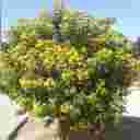 Big Samyar Nursery in Khuzestan