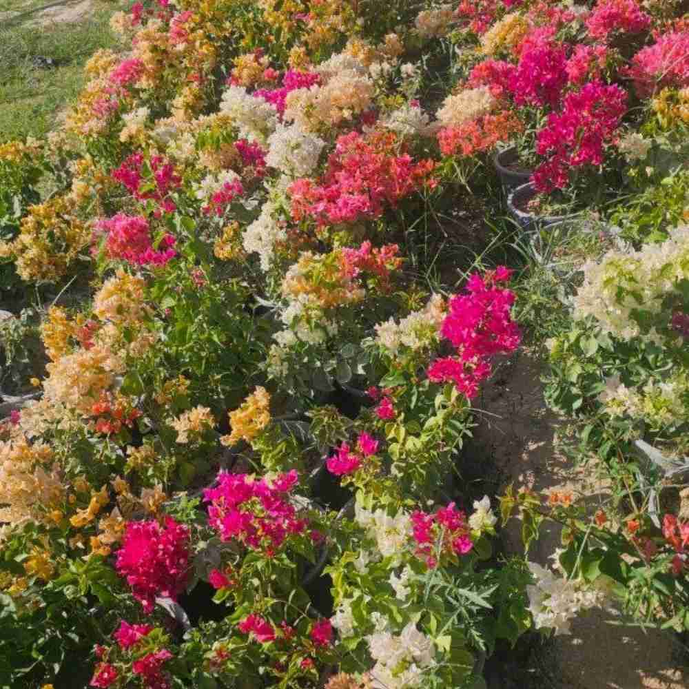 گل کاغذی
