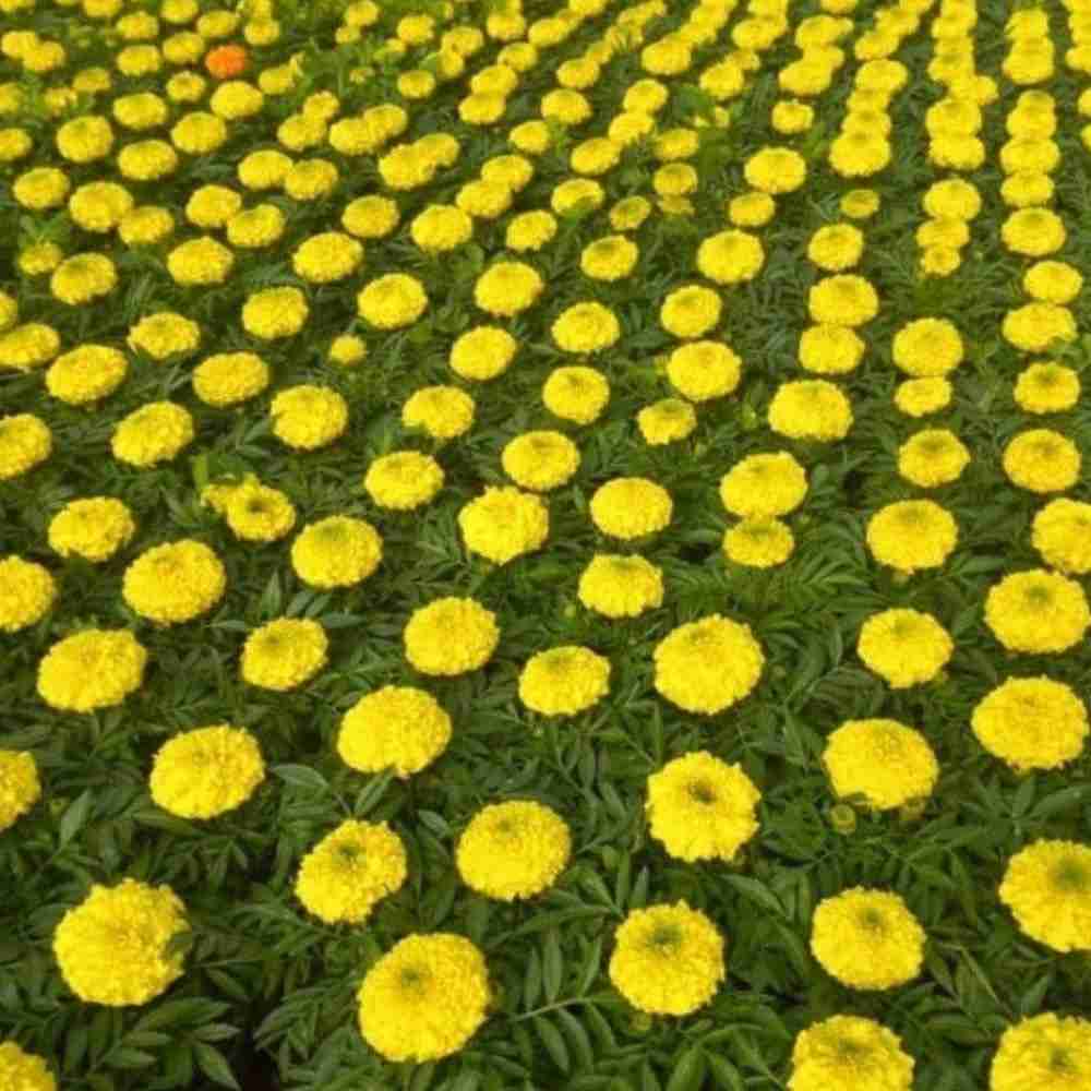 گل های زینتی