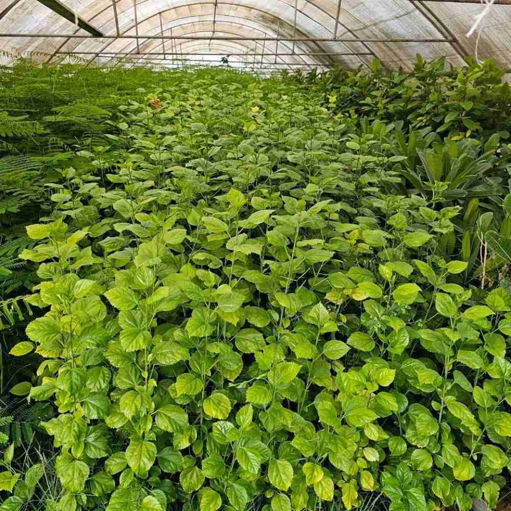 ختمی‌ چینی