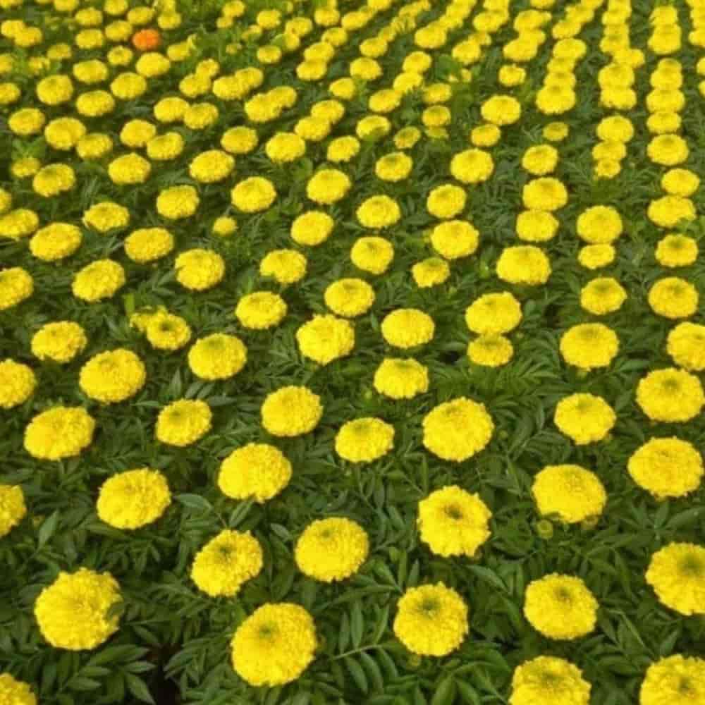 گل های زینتی