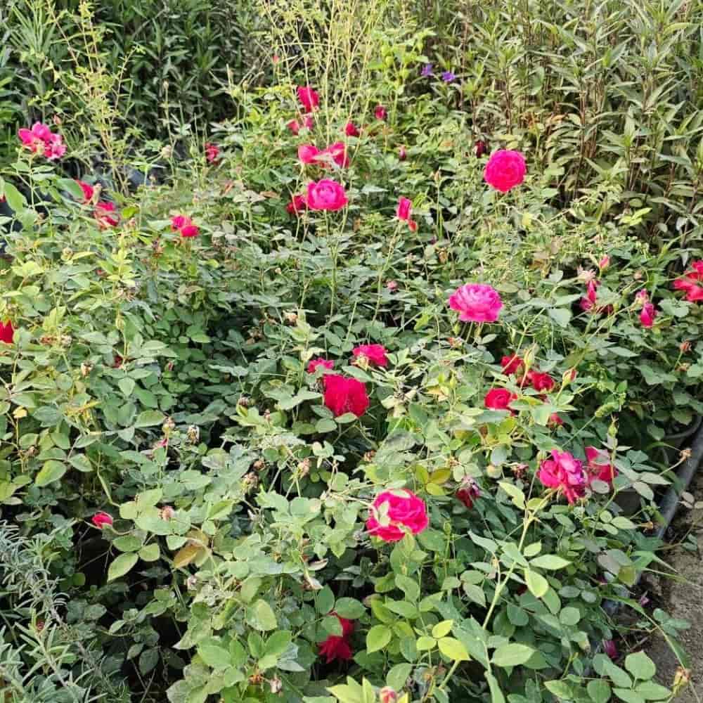 گل‌ محمدی