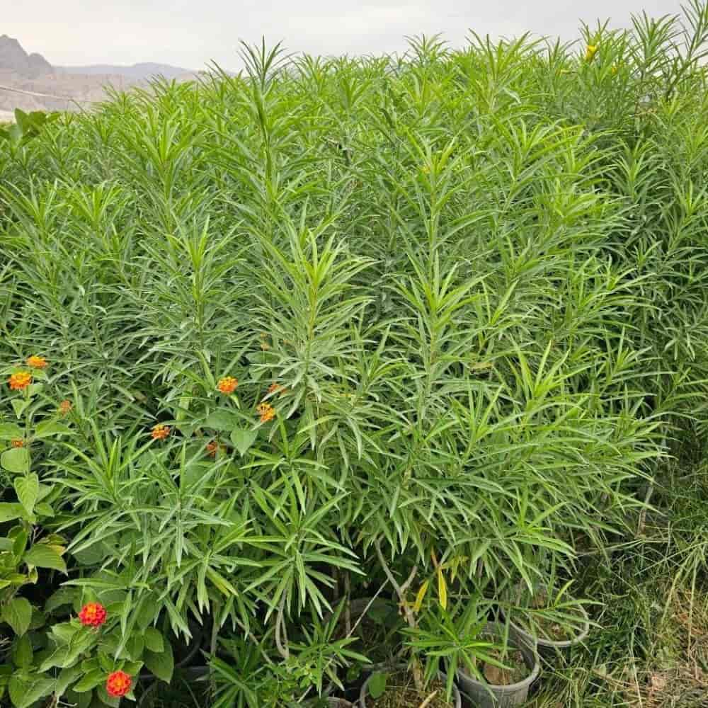 تی بی تیا